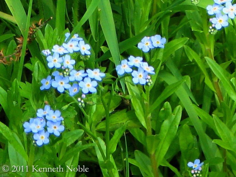 water forget-me-not ex IMG_4403 _800_.JPG